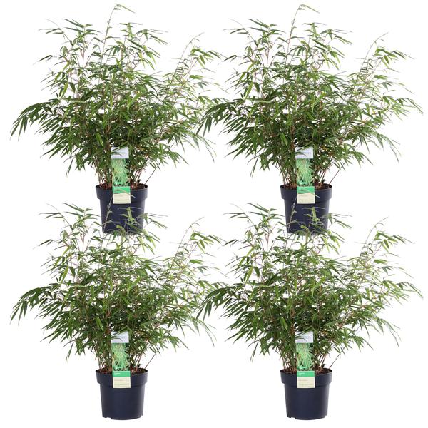 4x - Fargesia rufa - ↨60cm - Ø19