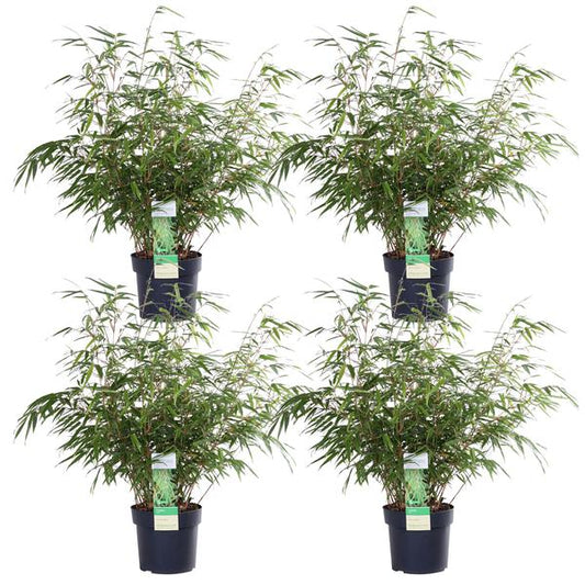 4x - Fargesia rufa - ↨60cm - Ø19