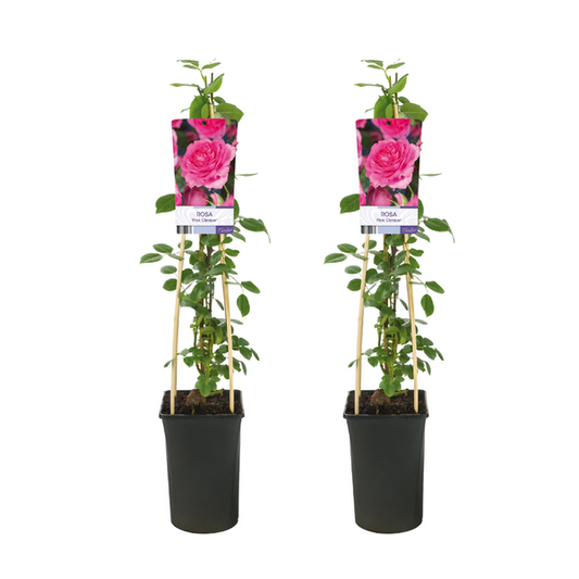 Rosa Pink Climber - 2 Stücke - Ø17cm - ↕75cm
