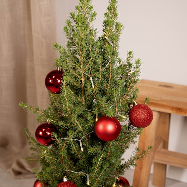 Picea Glauca Conica - Ø21cm - ↕80cm - Red - Ø21 - ↕80cm