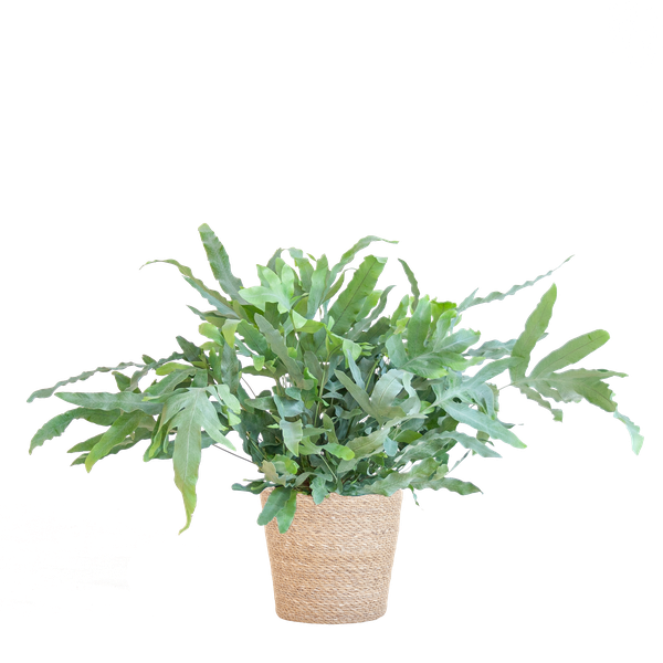 Phlebodium Aureum 'Blue Star' mit Korb Sofia natur - 40cm - Ø17