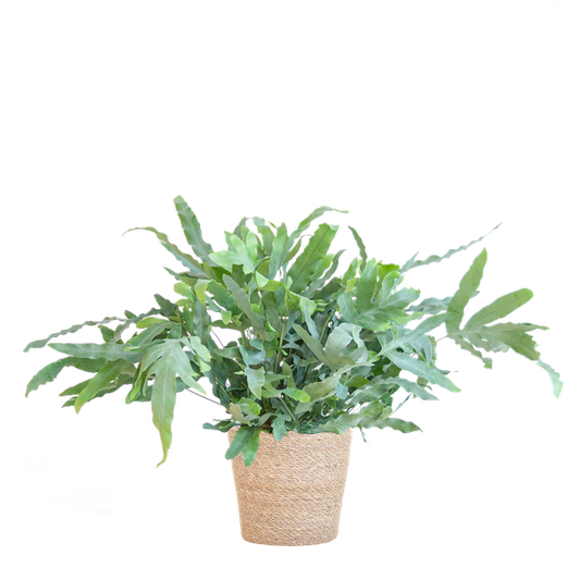 Phlebodium Aureum 'Blue Star' mit Korb Sofia natur - 40cm - Ø17