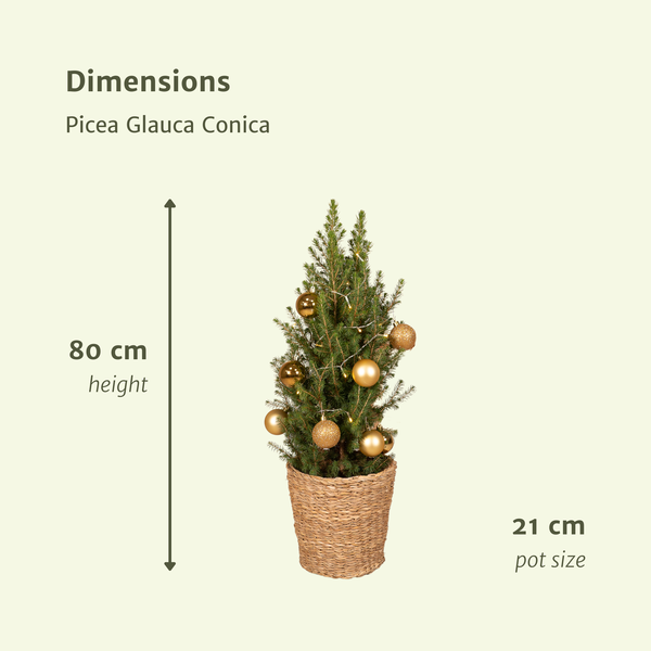 Picea Glauca Conica - Ø21cm - ↕80cm - Gold - Ø21 - ↕80cm