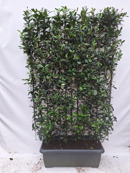 Photinia fraseri 'Carré Rouge' - Fertighecke - 120 x 180 cm