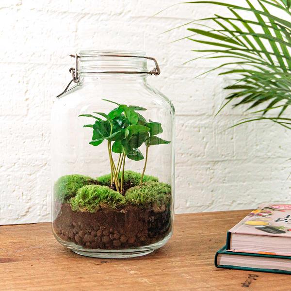Flaschengarten - Coffea Arabica  - ↕ 28 cm - Normal Jar