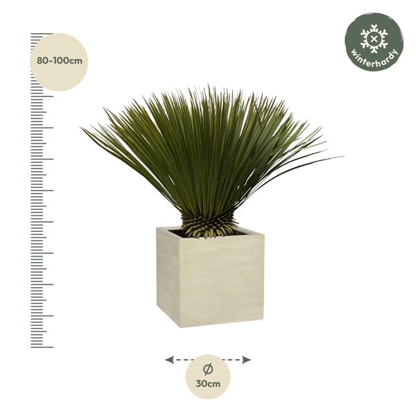 Yucca Rostrata - 80cm- Ø30