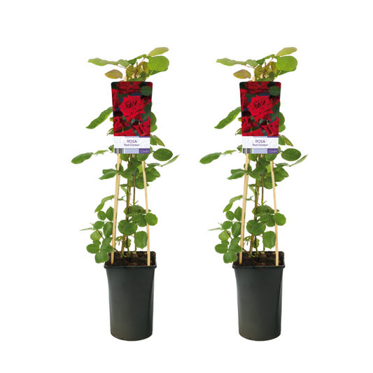 Rosa Red Climber - 2 Stücke - Ø17cm - ↕75cm