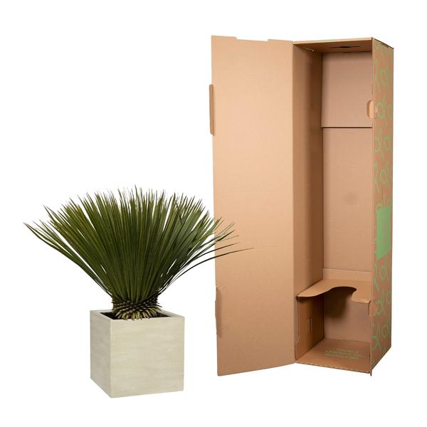 Yucca Rostrata - 80cm- Ø30