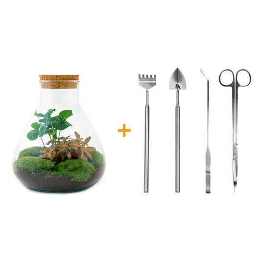 Flaschengarten - Sammie Coffea - ↕ 26 cm - Normal