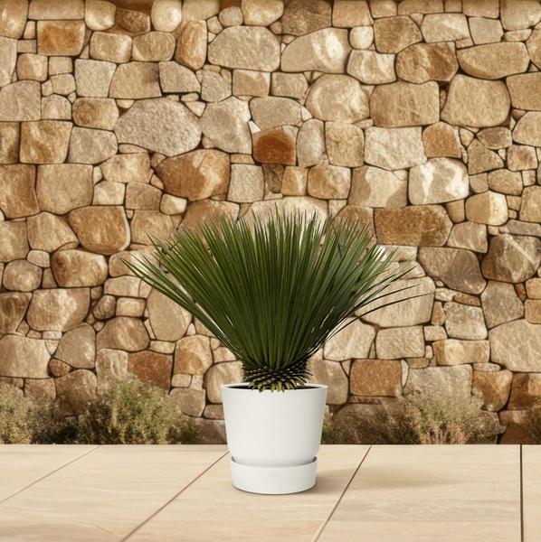 Yucca Rostrata - 80cm- Ø30