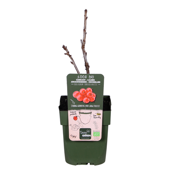 Ribes rubrum 'Jonkheer van Tets' - Ø13cm - ↕45cm