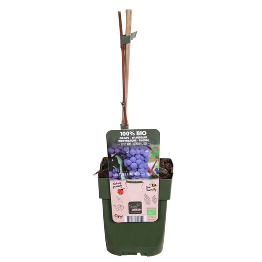 Vitis vinifera 'Boskoop Glory' - Ø13cm - ↕45cm