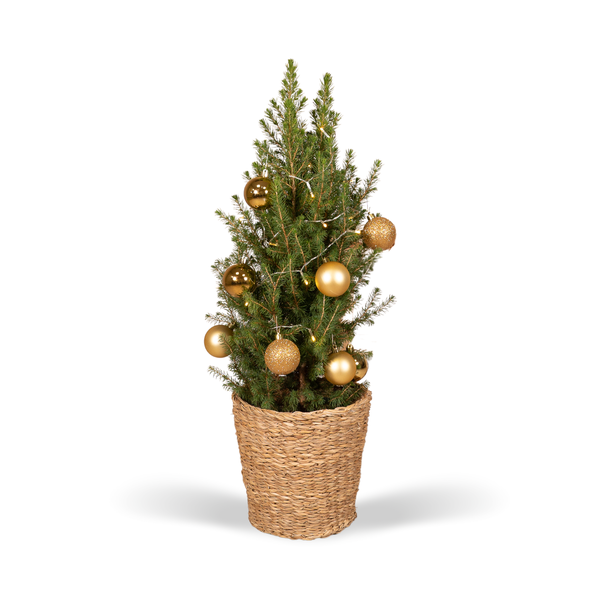 Picea Glauca Conica - Ø21cm - ↕80cm - Gold - Ø21 - ↕80cm