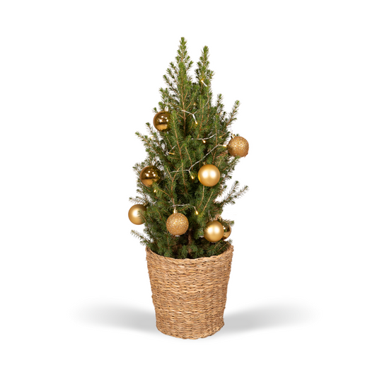 Picea Glauca Conica - Ø21cm - ↕80cm - Gold - Ø21 - ↕80cm