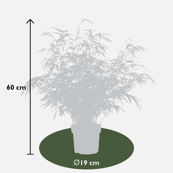 4x - Fargesia rufa - ↨60cm - Ø19