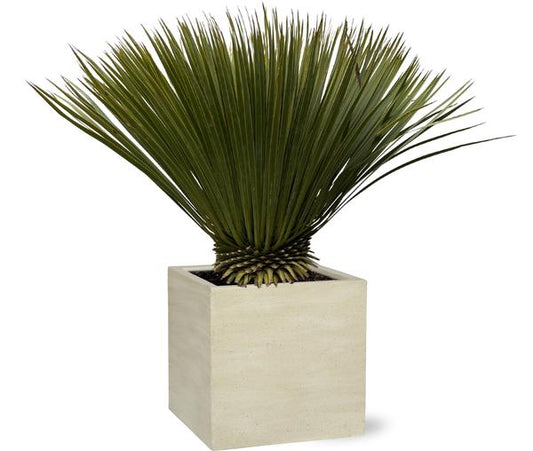 Yucca Rostrata - 80cm- Ø30