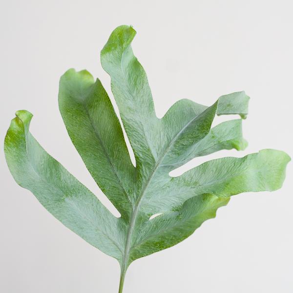 Phlebodium Aureum 'Blue Star' mit Korb Sofia natur - 40cm - Ø17