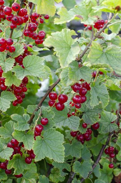 Ribes rubrum 'Jonkheer van Tets' - Ø13cm - ↕45cm